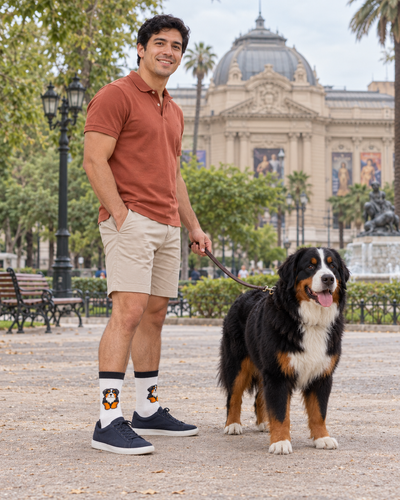 Bernese Paws